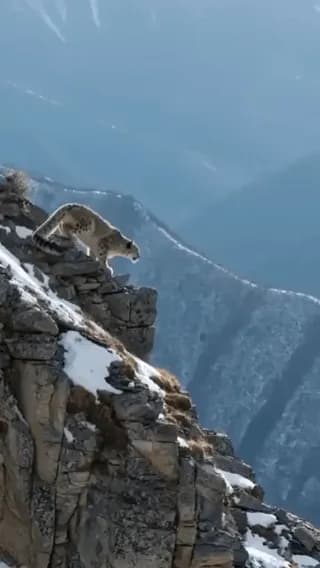 amazing jump by the leopard