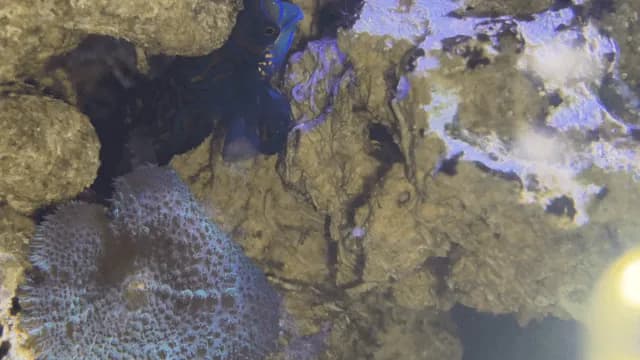 Mandarin Goby (Synchiropus splendidus)