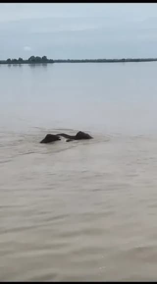 Baby, Mama and Family of Elephants Find Safe Refuge in Kailashpuri Barrage in Uttar Pradesh Bahraich Post Devastating Floods in Nepal