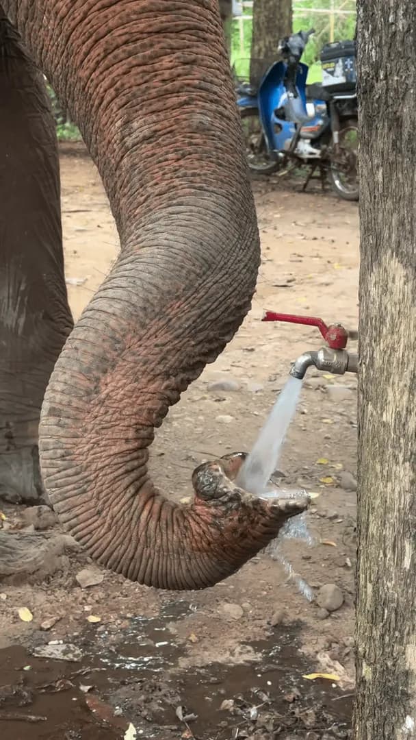 Elephant drinking water from tap