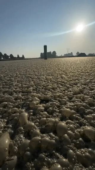 Methane gas trapped in manure foam ignites instantly when sparked