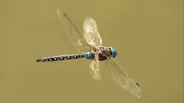 Dragonfly flight in slow motion