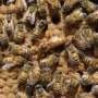 Exploring how bumble bee queens coordinate chemical signals