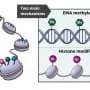 The wisdom of the egg cell: Oocyte epigenetic mark may help prevent excessive placental growth after fertilization