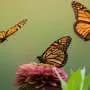 Tiny transmitters could unlock monarch migration mysteries in Florida