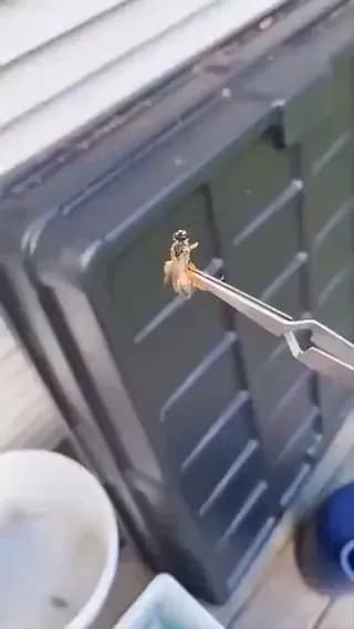 Incredible Speed at Which Spider Wraps Dinner!