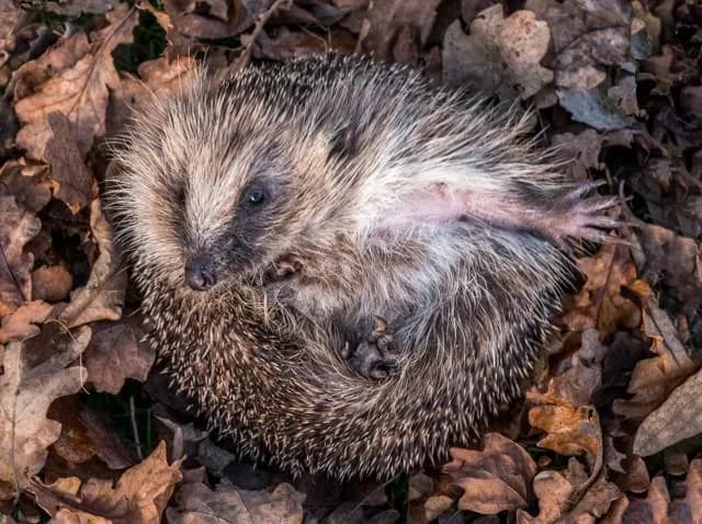 Hedgehogs do something called "self-anointing." When they encounter a new or strong smell (a strange food, another animal's scent, even a strong-smelling plant) they'll chew it up, work it into a frot