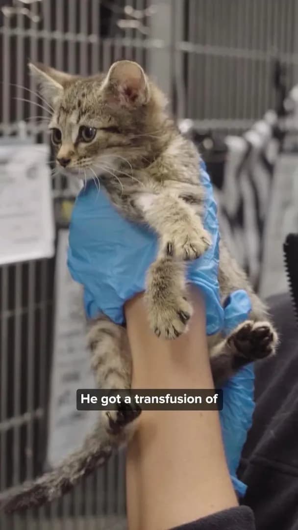 Dog blood saves kitten’s life