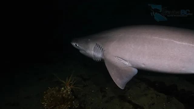 I was diving alone at 100 feet when this 10–12 foot sixgill shark emerged from the darkness [OC]