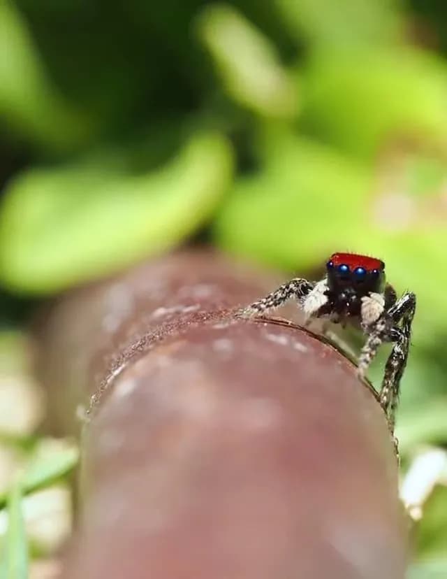 Here’s a collection of videos of Peacock spider’s mate dance