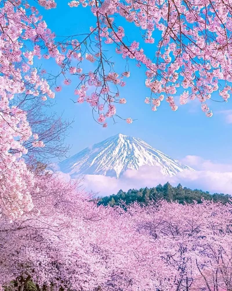 Fuji in full bloom