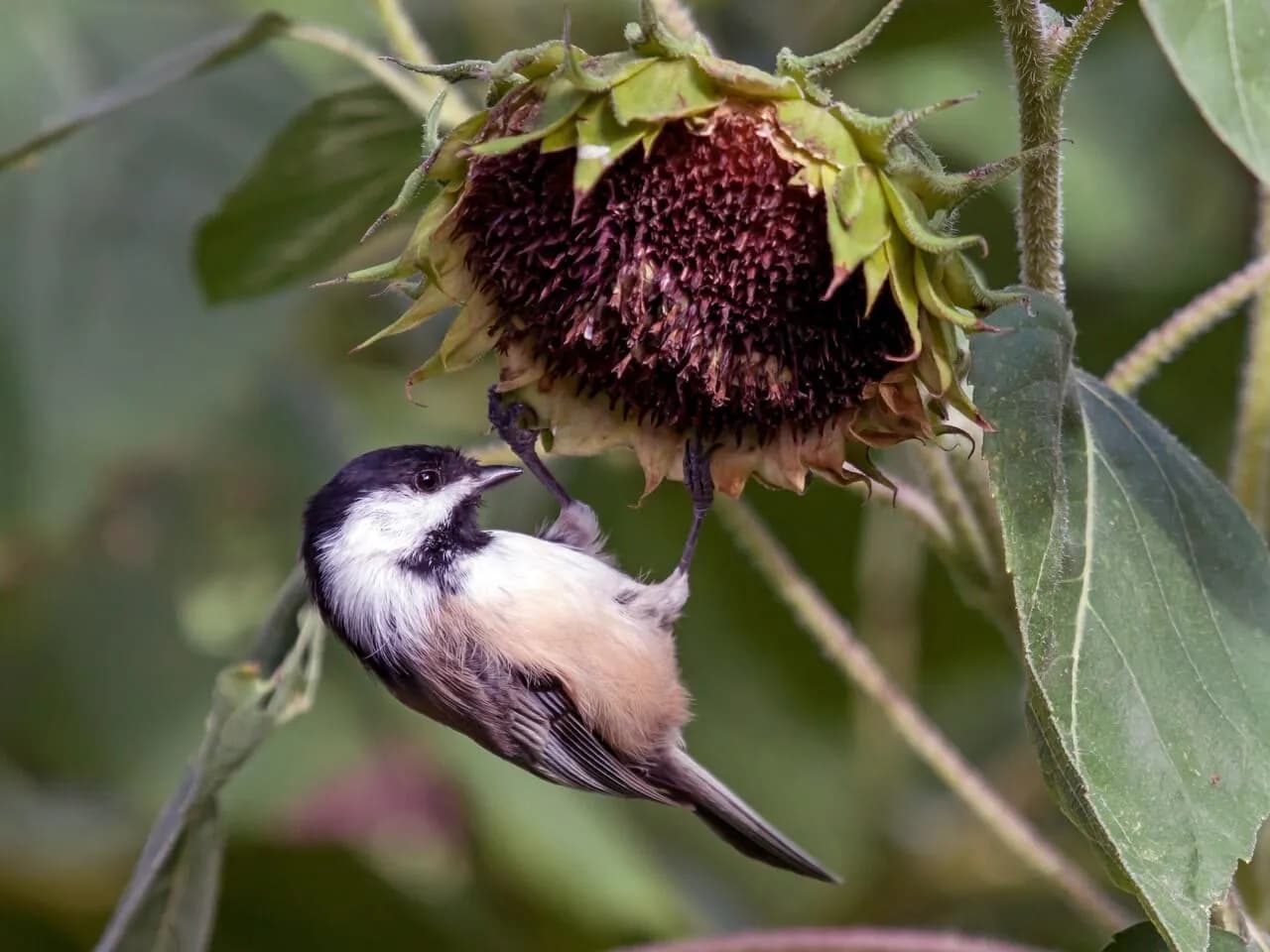 Black-capped chickadees have exceptional spatial memory for a bird their size. They hide thousands of individual seeds across their territory every fall and can remember the locations of most of them