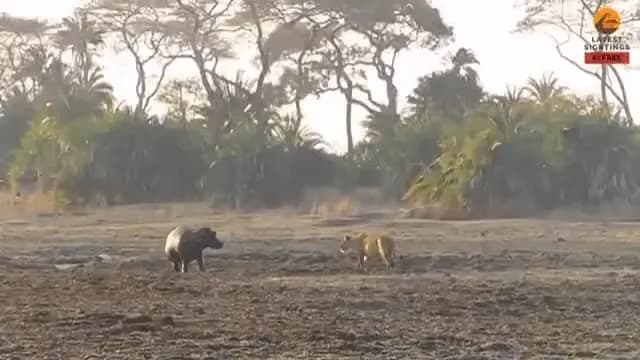 Young Hippo on Land Runs Through Lions to Escape