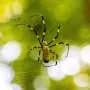 Joro spiders eat wider range of insects than Georgia's native orb weavers