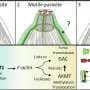 How methylation sets a parasite in motion to invade host cells