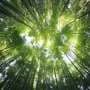 We've reconstructed Melbourne's 200-year-old forests