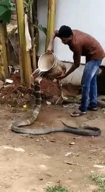Human helps a king cobra beat the heat in India.