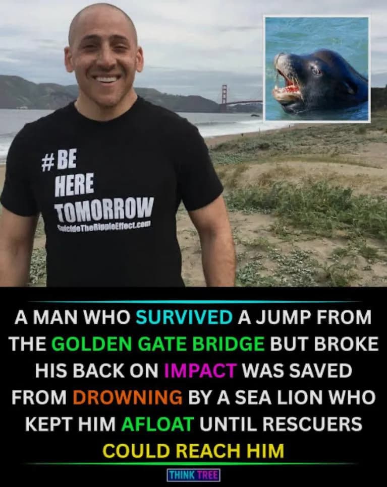 This Sea Lion is a hero