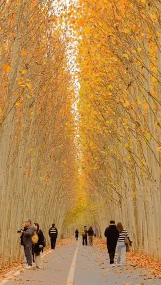 Asan Ginkgo Tree Road, South Korea 🇰🇷