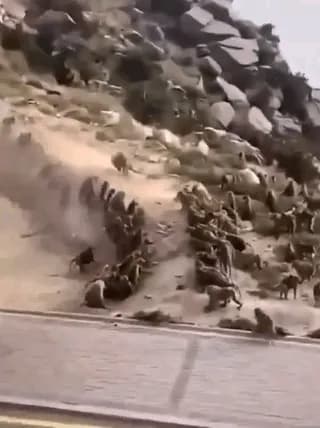 Two rival gangs of wild monkeys fighting each other. This usually happens when a group of monkeys normally well fed by visitors meets another group and a feud can take place