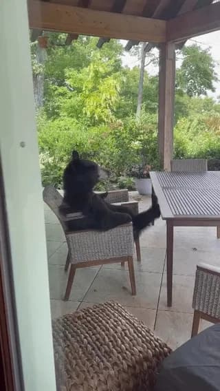 Black bear let's cub nurse while sitting like a human