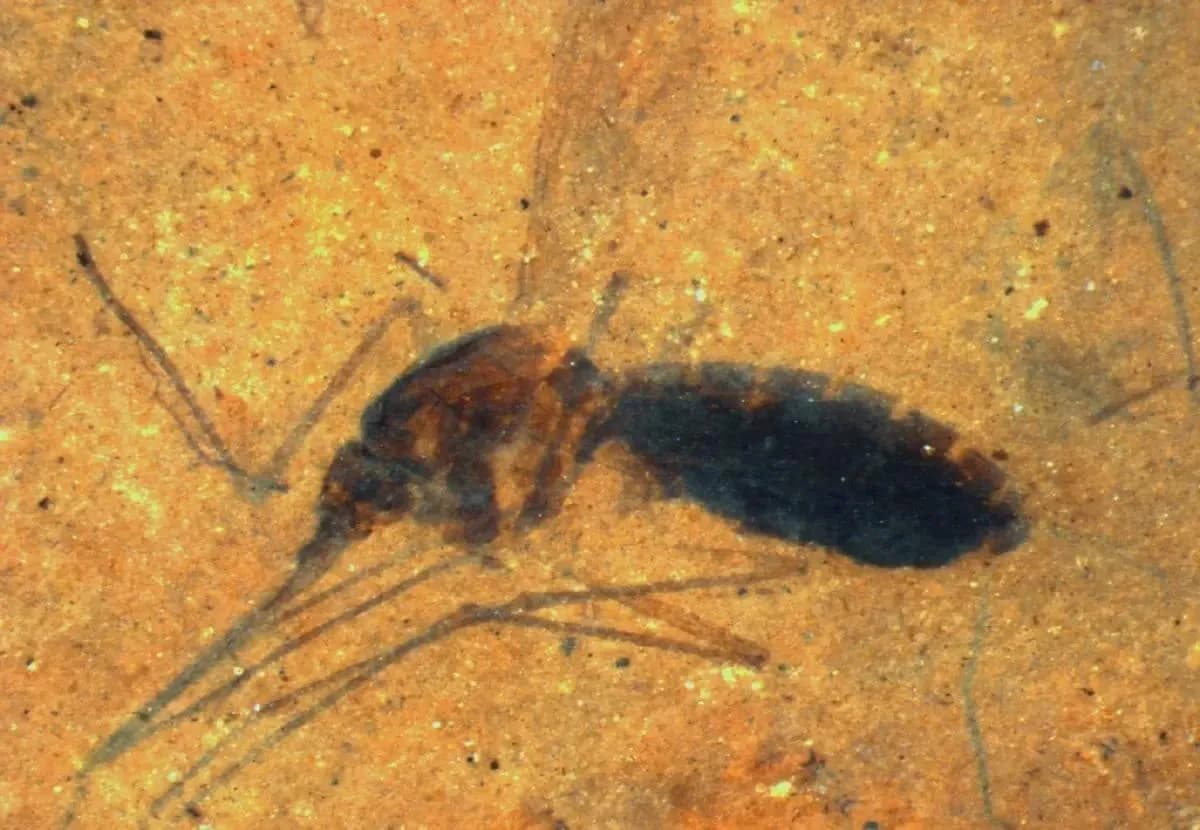 Last blood meal found in belly of 46-million-year-old mosquito fossil