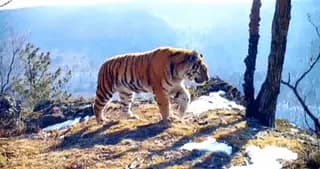 A trail camera in the Primorye region of the Far East of Russia captures a variety of animal visitors come to admire the view
