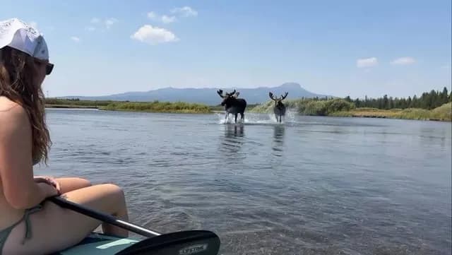 Group of Bachelor Moose