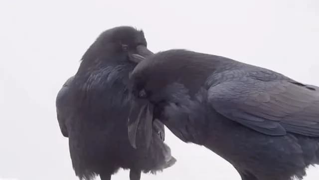 Ravens partner for life and they strengthen their pair bonds by performing what can be described as vocal "duets".