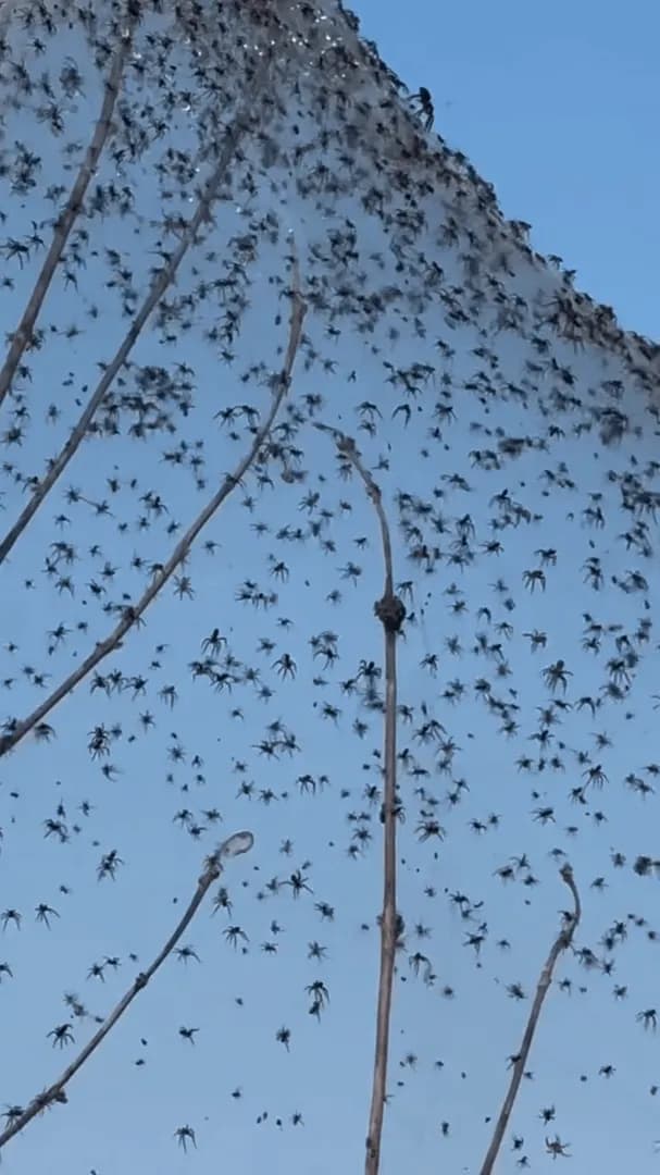 Australia – spider webs