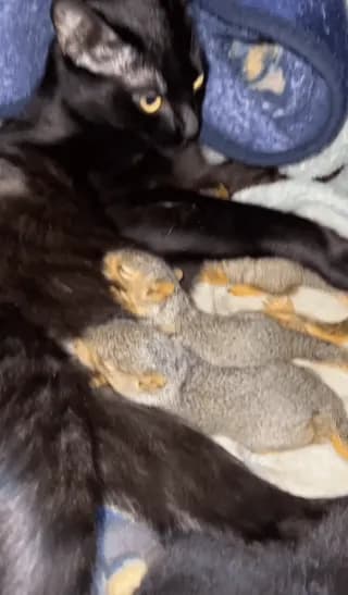 A cat feeding Squirrels