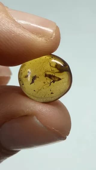 Water bubble trapped inside cricket