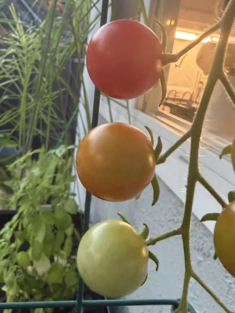 Tomatoes