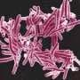 Airborne tuberculosis bacteria may mutate as they dry, revealing a target to curb drug resistance