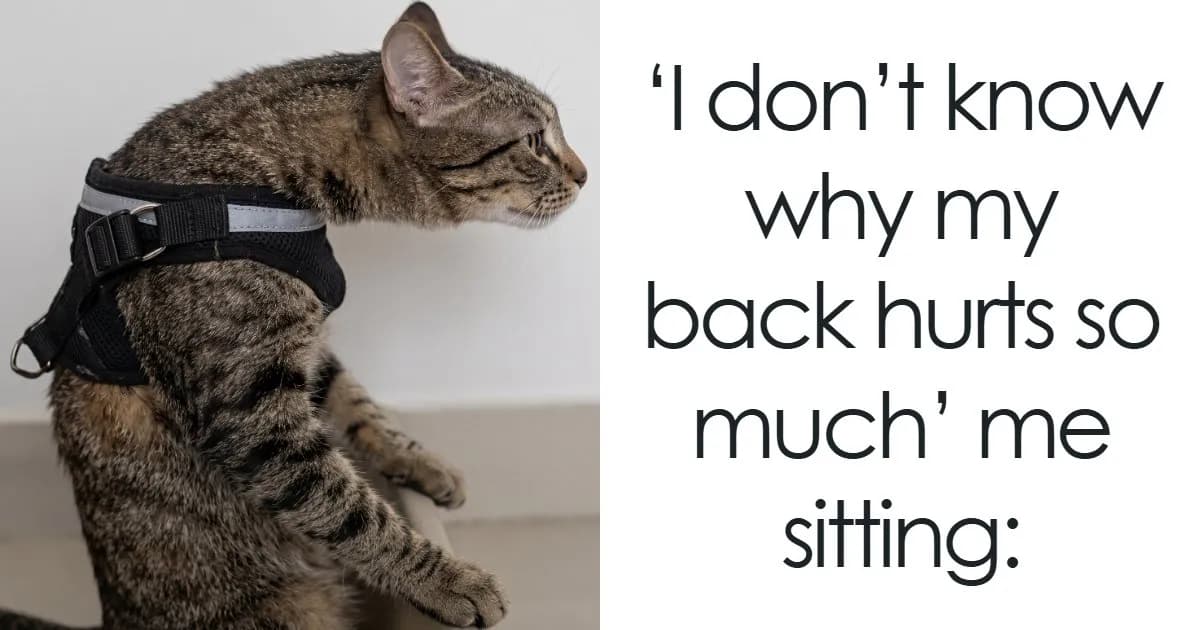 74 Cat Memes That Are Pawsitively Precious And Absolute Purr-Fection
