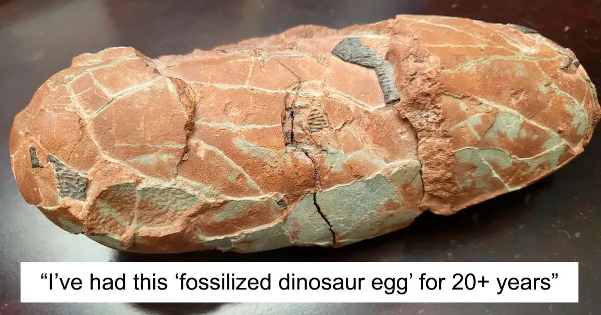 77 Times People Helped Other Identify Interesting Fossils