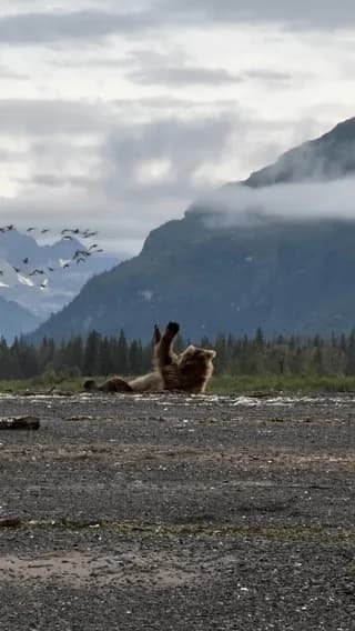 Brown bear waves at birds while scratching its back