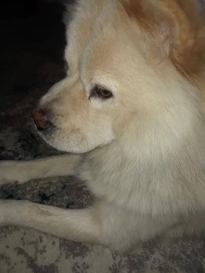 Izzy the dog who thinks she's a kitty feeding Itty Bit, the kitty who wanted a mommy. (By request)