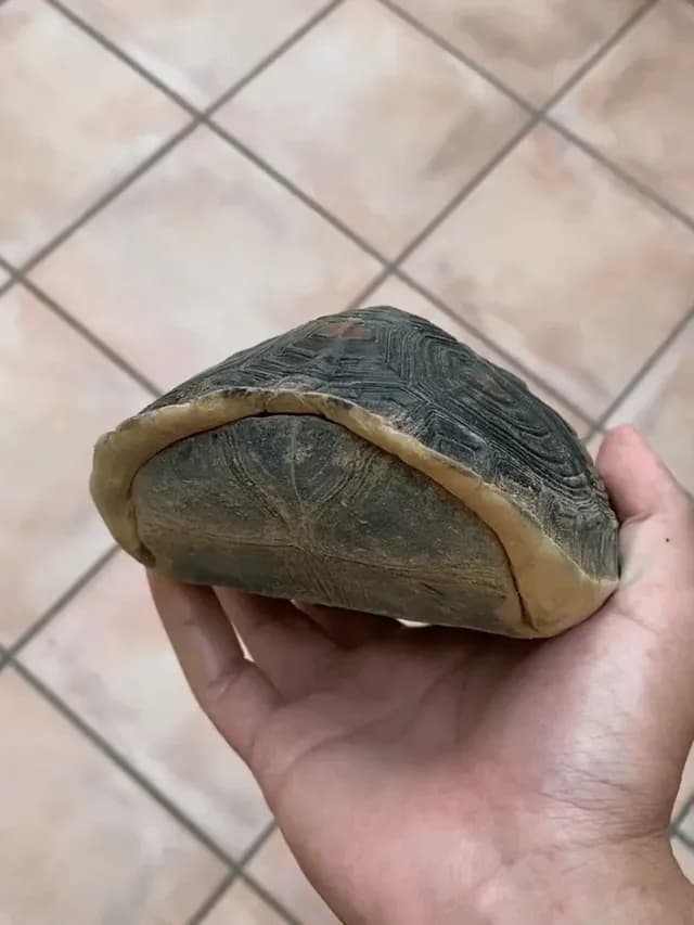 Box turtles are aptly named as they can completely close up their shell like a box