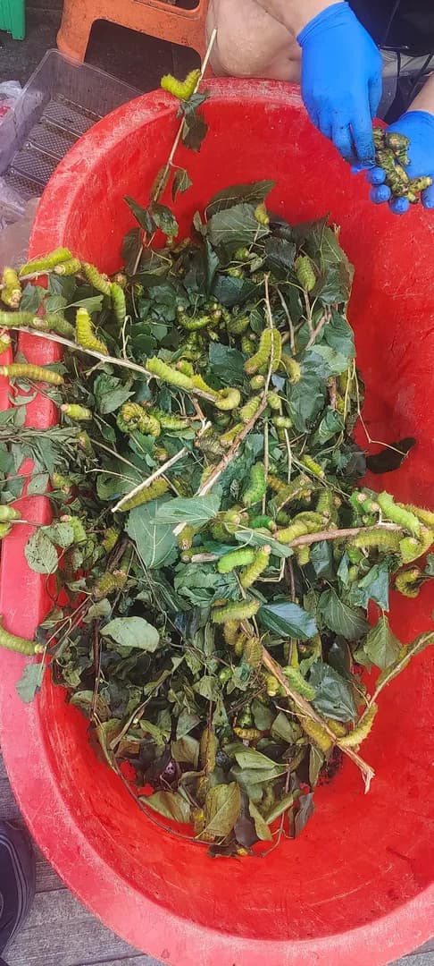 Fresh live tussah silkworms, about $3.15 per pound, can be eaten as a food.