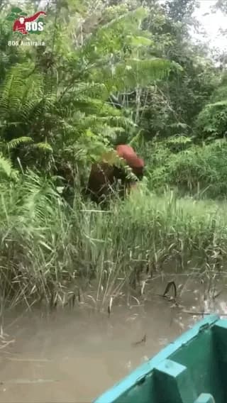 Meeting a Man of the Forest