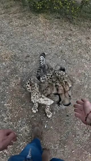 Never seen a Big Cat this Calm 😂