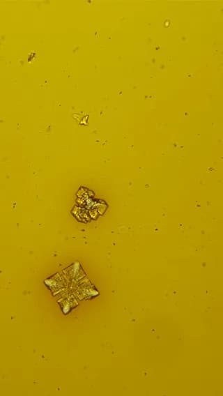 Soy sauce under a microscope