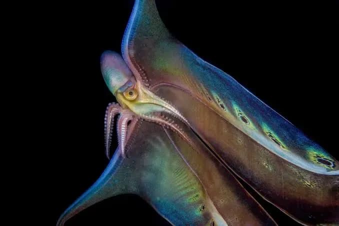 This is what a blanket octopus looks like