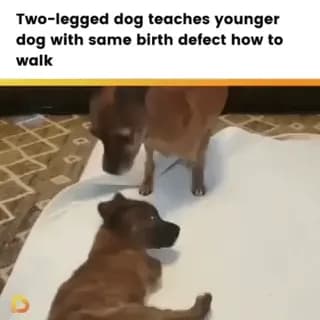 Two-legged dog teaches a younger pup with the same birth defect how to walk.