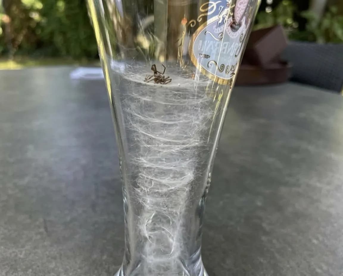 A spider got stuck in a glass and couldn't climb the smooth surface. It tried to find its way to the top and escape, spinning silk as it went, until it ran out of silk and died.