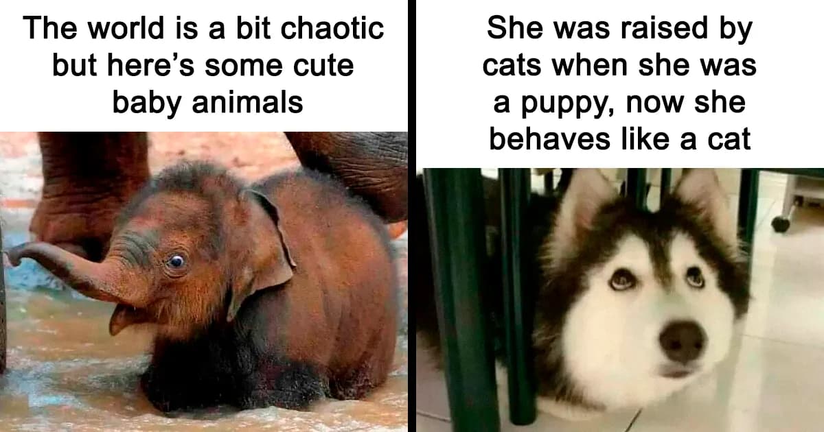 Quirky Animal Pictures That Could Turn Around A Bad Day