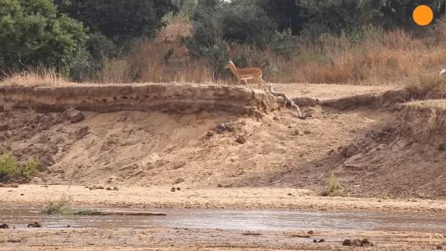 Leopard camouflages itself and lays an ambush. It lets the first impala pass before going for the second.