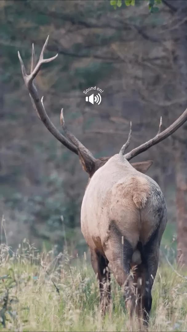 Elk bugling in the Canadian Rockies