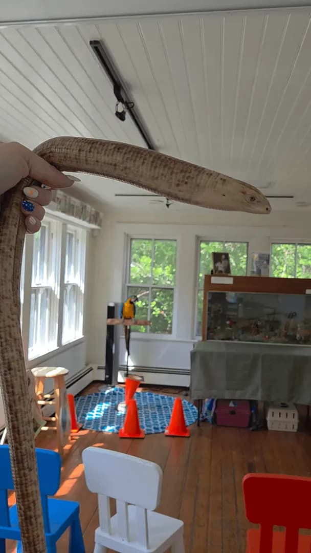 European Legless Lizard, also called a Sheltopusik or Glass Lizard.